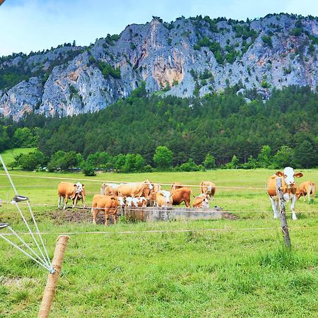 Glamping Hohe Wand - Zelt Mit Sternenfenster Und Whirlpool Hotel Maiersdorf Kültér fotó