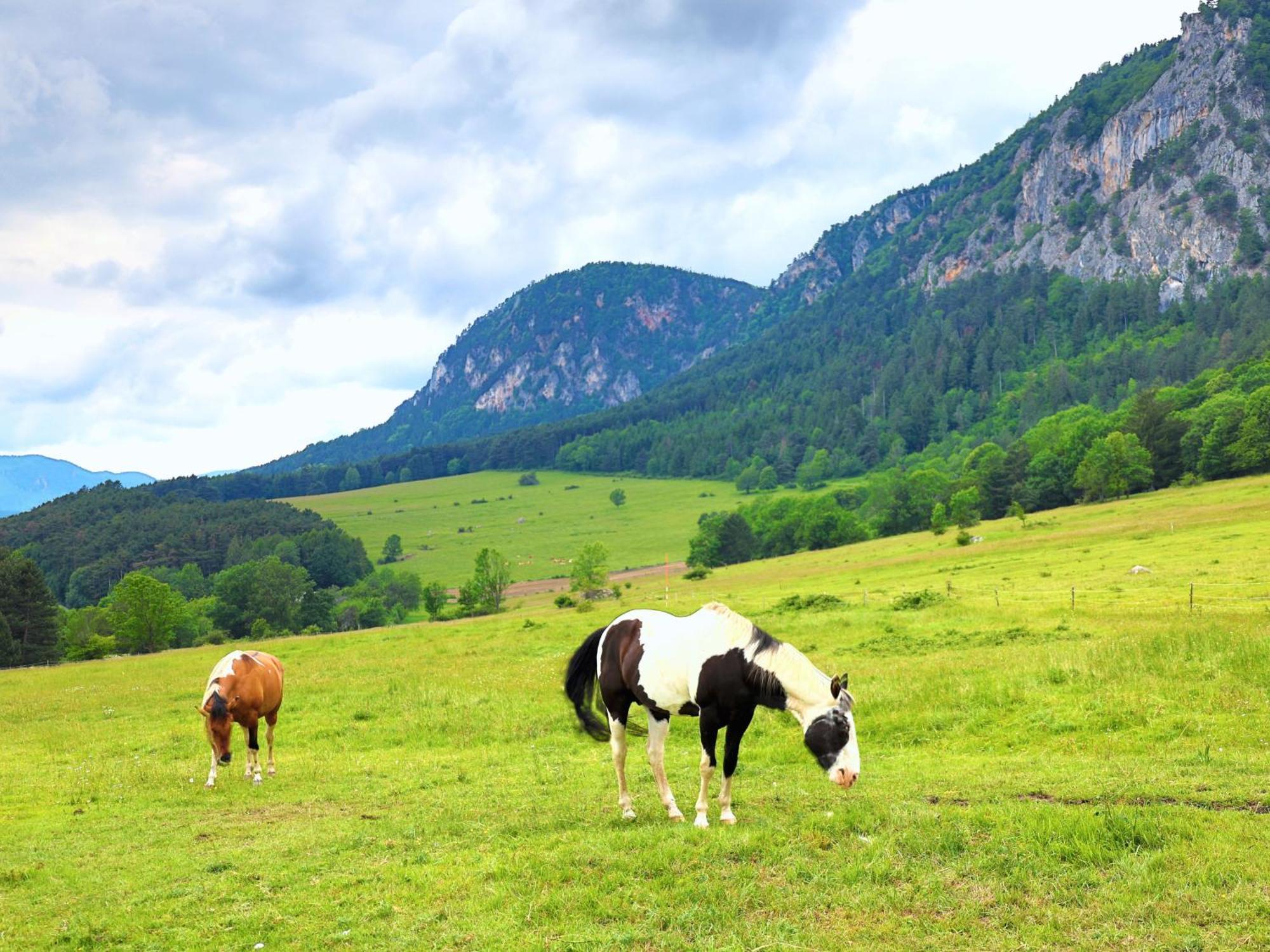 Glamping Hohe Wand - Zelt Mit Sternenfenster Und Whirlpool Hotel Maiersdorf Kültér fotó